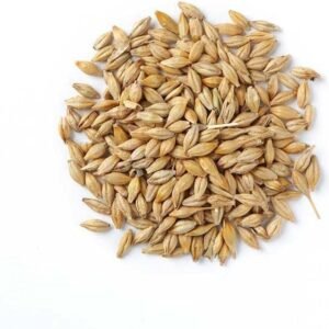 Barley