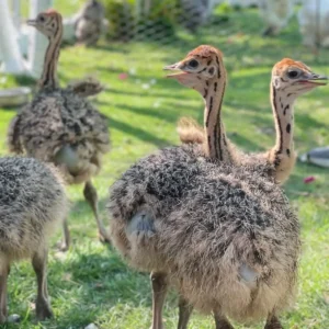 Common Ostrich Chicks