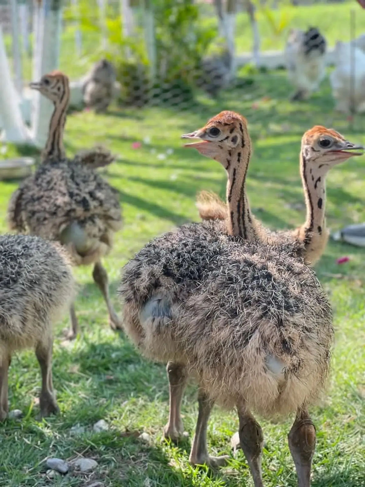Common Ostrich Chicks