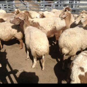 Awassi Sheep