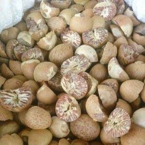 Betel Nuts