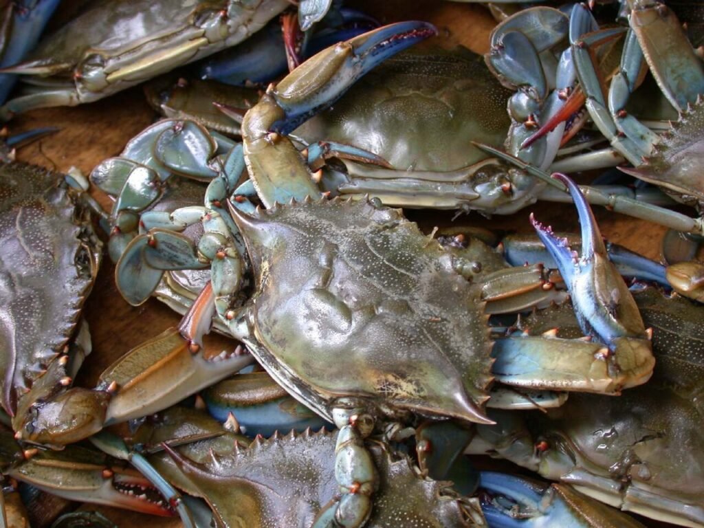 Live Mud Crab