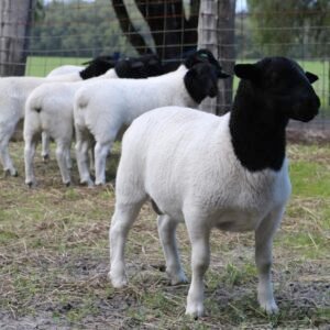 Dorper Sheep