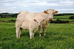 Hereford Cattle