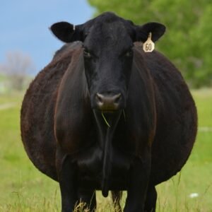 Black Agnus Cattle