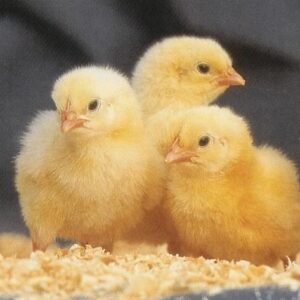 Broiler Chicks