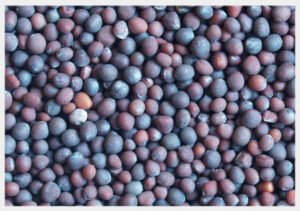 Conola Seed