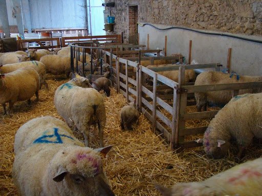 Awassi Sheep - Image 2