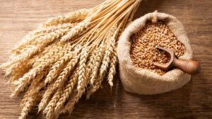 Wheat Grain
