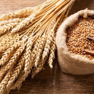Wheat Grain